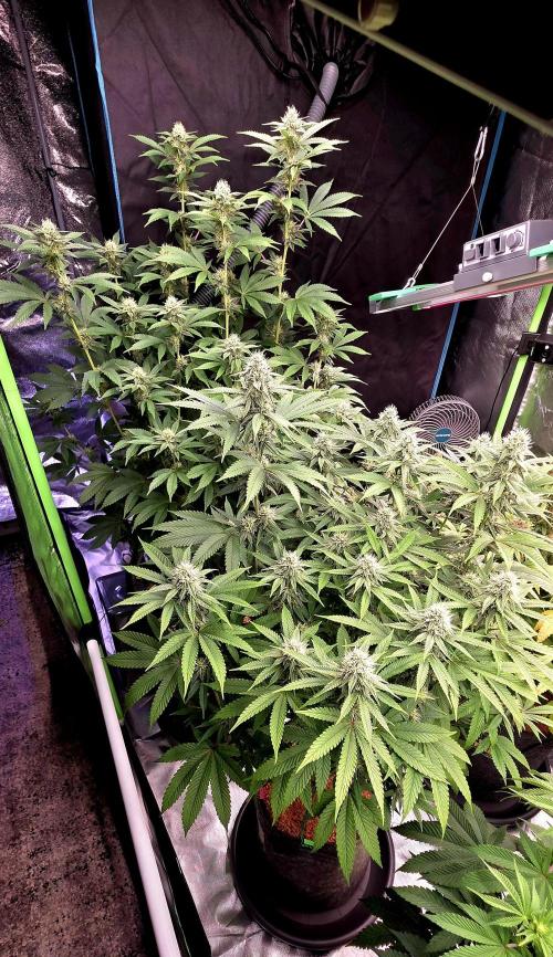 Naughty Dawg-Wunderbohnen-SeedsOfAnarchy. Week 13