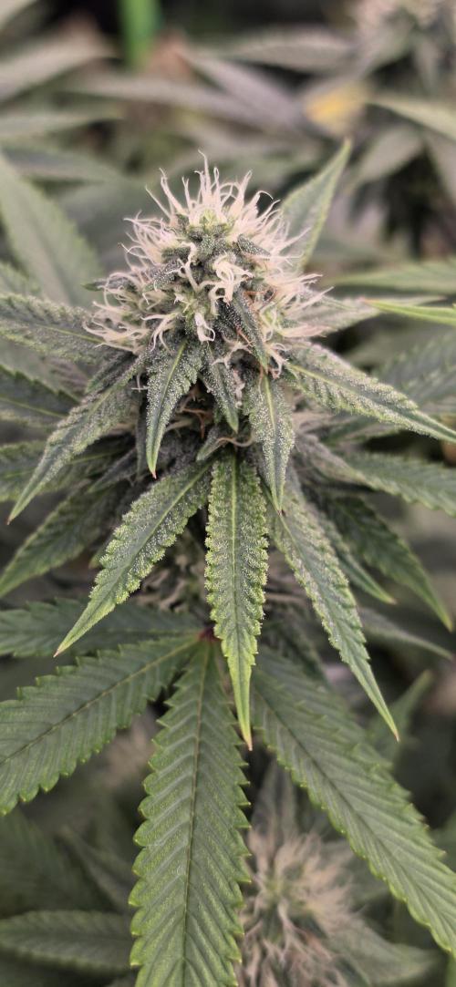 Naughty Dawg-Wunderbohnen-SeedsOfAnarchy. Week 13