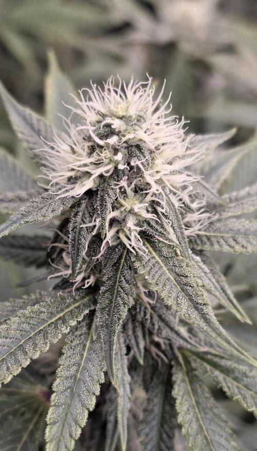 Naughty Dawg-Wunderbohnen-SeedsOfAnarchy. Week 13