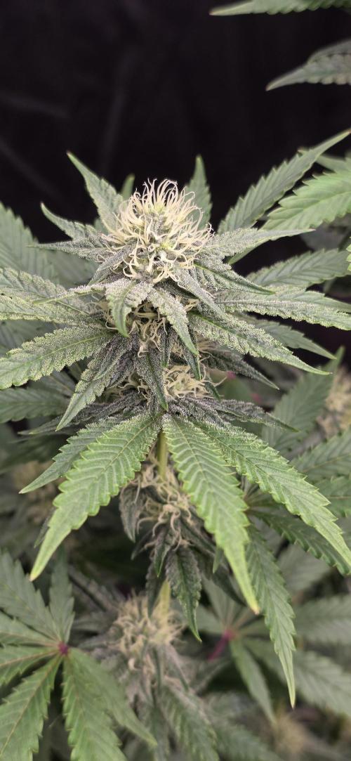 Naughty Dawg-Wunderbohnen-SeedsOfAnarchy. Week 13