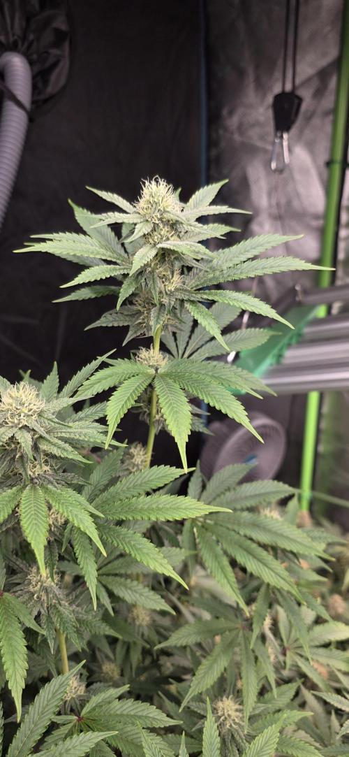 Naughty Dawg-Wunderbohnen-SeedsOfAnarchy. Week 13
