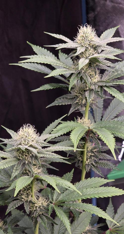 Naughty Dawg-Wunderbohnen-SeedsOfAnarchy. Week 13