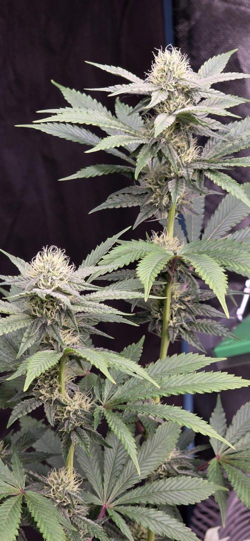 Naughty Dawg-Wunderbohnen-SeedsOfAnarchy. Week 13