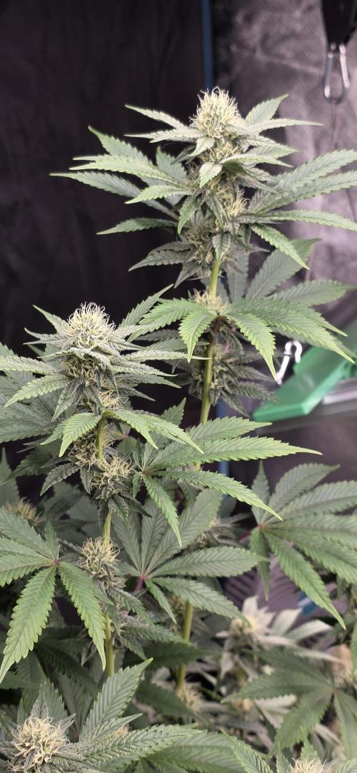 Naughty Dawg-Wunderbohnen-SeedsOfAnarchy. Week 13