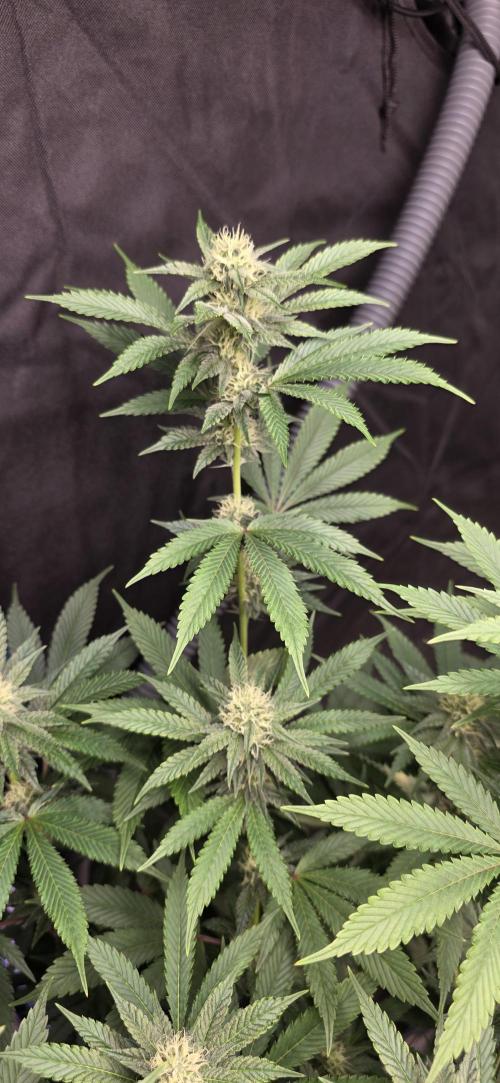 Naughty Dawg-Wunderbohnen-SeedsOfAnarchy. Week 13