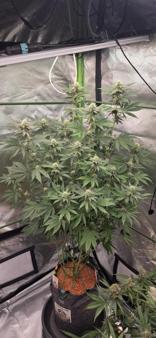 Naughty Dawg-Wunderbohnen-SeedsOfAnarchy. Week 13