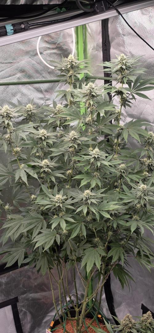 Naughty Dawg-Wunderbohnen-SeedsOfAnarchy. Week 13