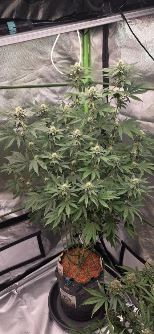 Naughty Dawg-Wunderbohnen-SeedsOfAnarchy. Week 13