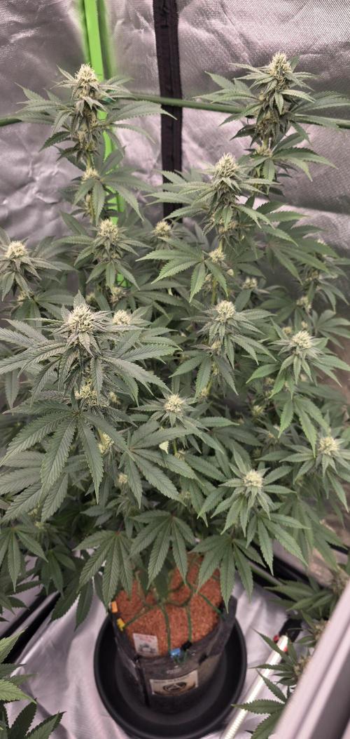 Naughty Dawg-Wunderbohnen-SeedsOfAnarchy. Week 13
