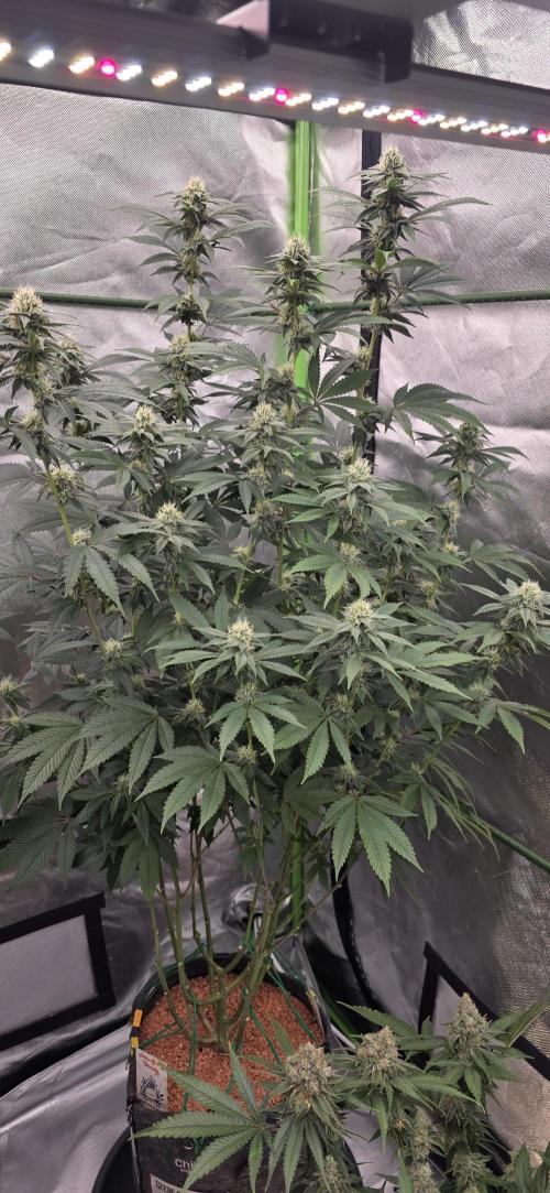 Naughty Dawg-Wunderbohnen-SeedsOfAnarchy. Week 13