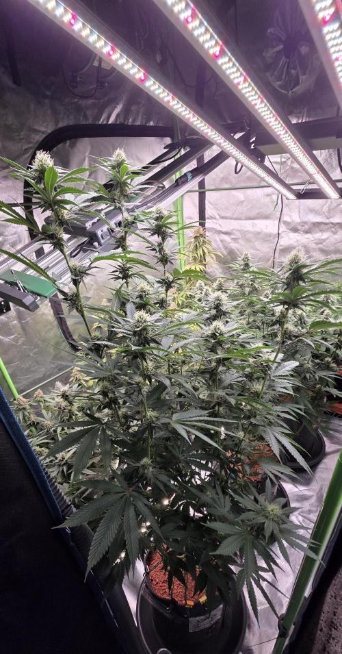 Naughty Dawg-Wunderbohnen-SeedsOfAnarchy. Week 13