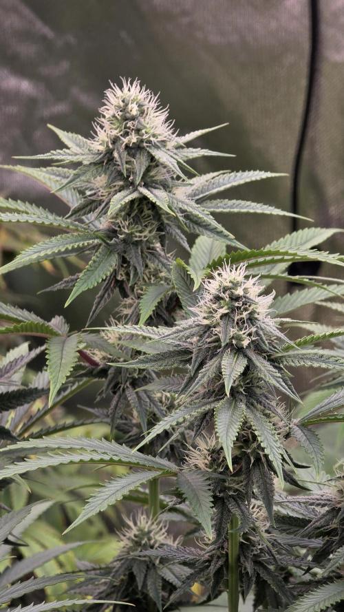 Dancing Sprite-Wunderbohnen-SeedsOfAnarc. Week 13