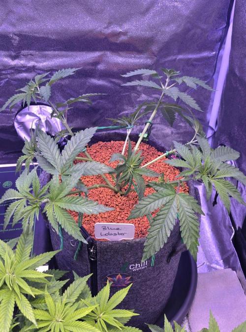 LOBSTER. Week 5