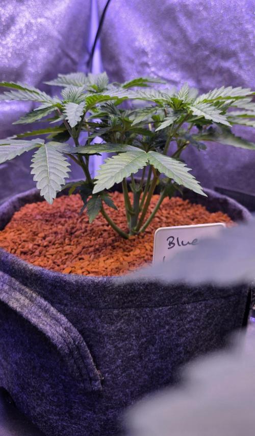 Blueberry Banana x Blue Lobster. Week 5