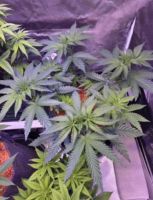 LOBSTER. Week 6