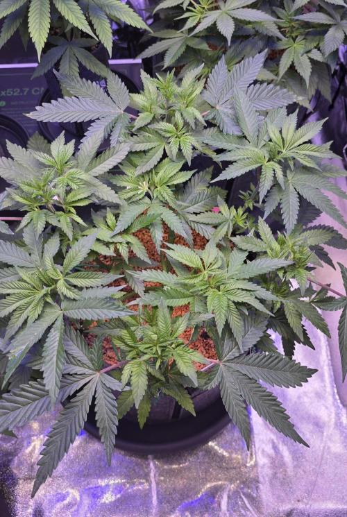 Blueberry Banana x Blue Lobster. Week 6