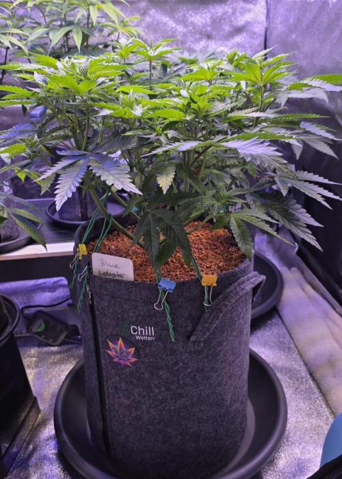 LOBSTER. Week 7