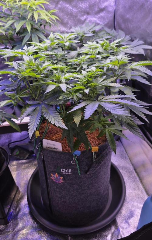 LOBSTER. Week 7