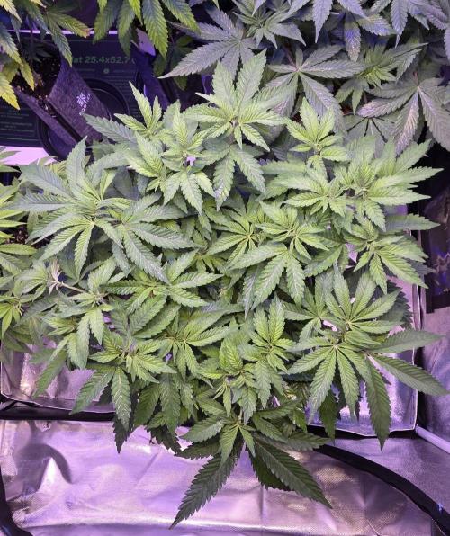 Blueberry Banana x Blue Lobster. Week 7