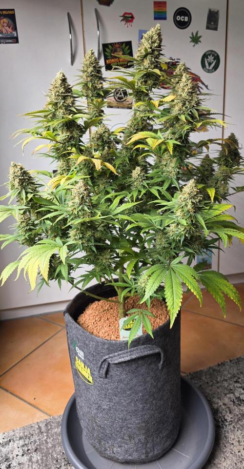 Amnesia Haze (B) Ganja Farmer. Week 16