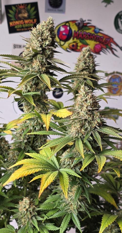 Amnesia Haze (B) Ganja Farmer. Week 16