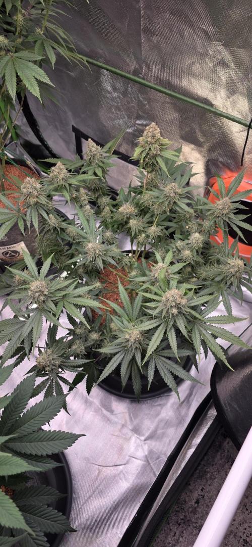 Amnesia Haze (B) Ganja Farmer. Week 16