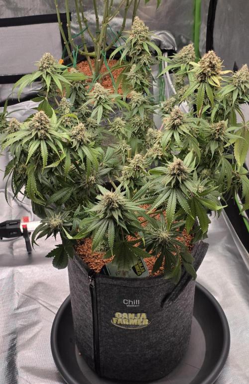 Amnesia Haze (B) Ganja Farmer. Week 16
