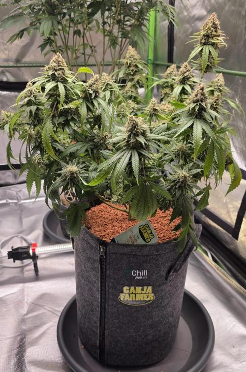 Amnesia Haze (B) Ganja Farmer. Week 16