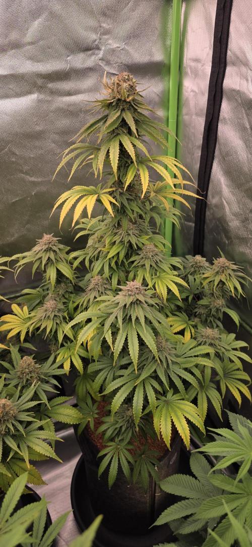 Amnesia Haze (B) Ganja Farmer. Week 16