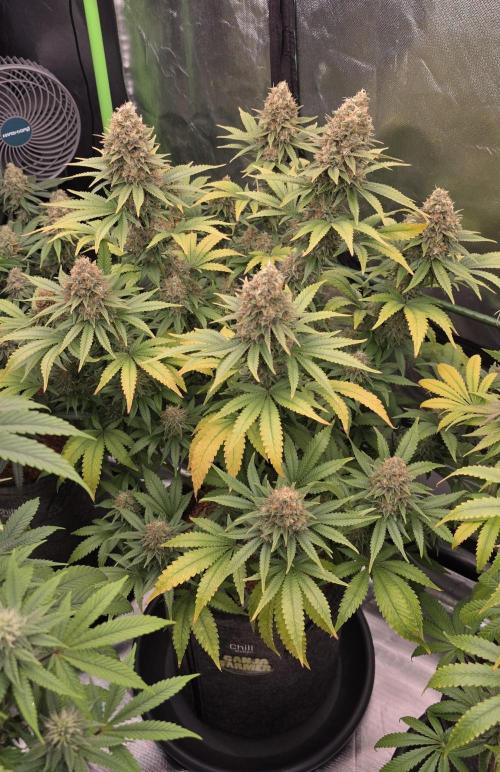 Amnesia Haze (B) Ganja Farmer. Week 16