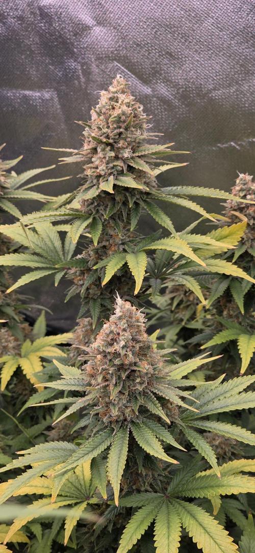 Amnesia Haze (B) Ganja Farmer. Week 16