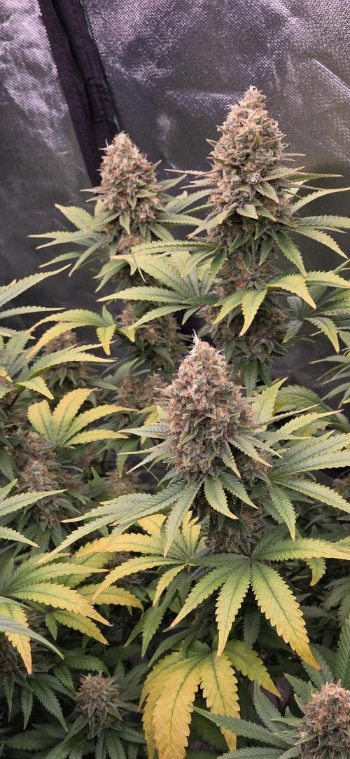 Amnesia Haze (B) Ganja Farmer. Week 16