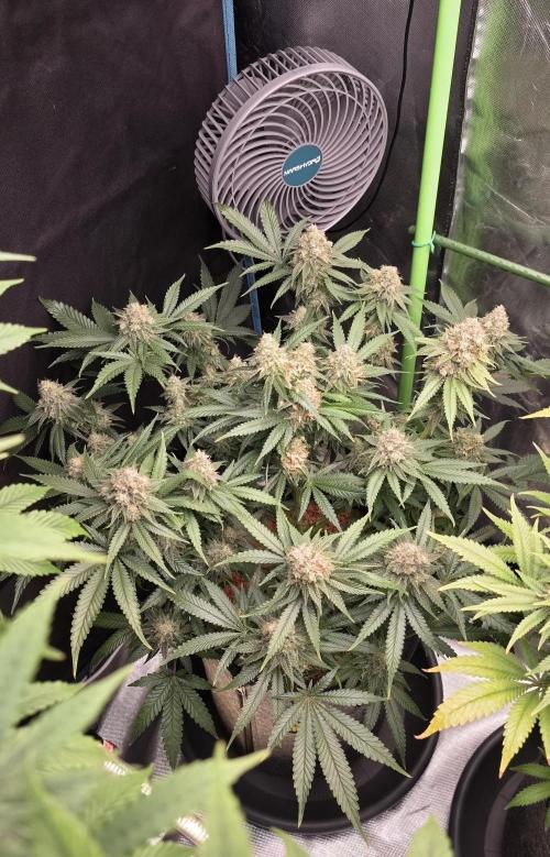 Amnesia Haze (B) Ganja Farmer. Week 16