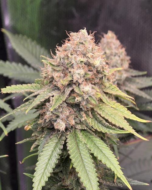 Amnesia Haze (B) Ganja Farmer. Week 16