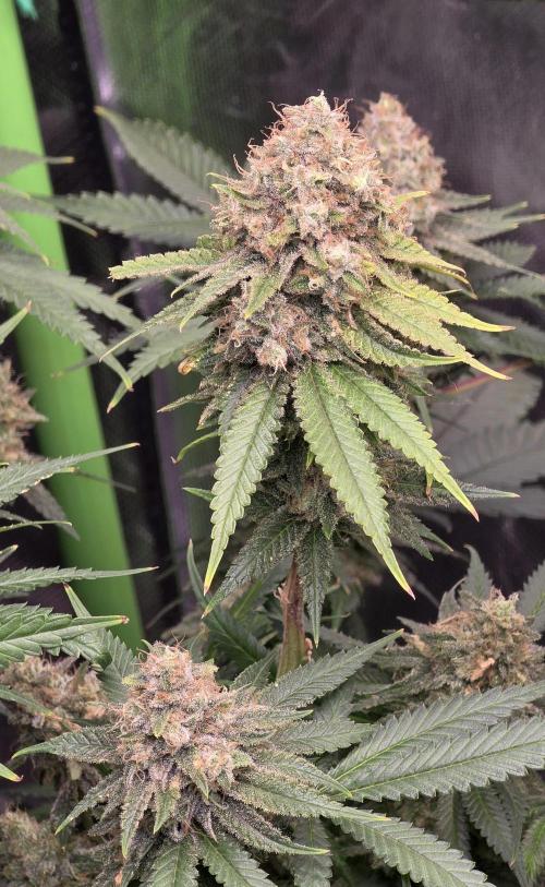 Amnesia Haze (B) Ganja Farmer. Week 16