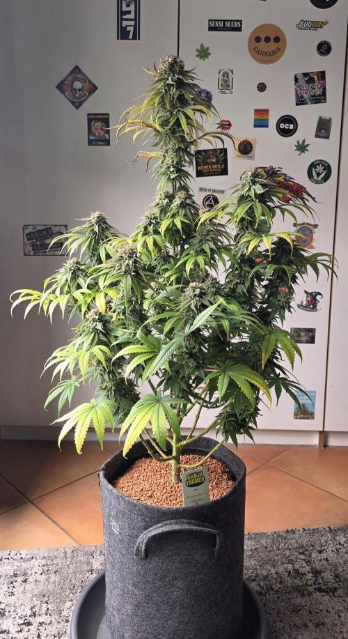 Amnesia Haze (B) Ganja Farmer. Week 16