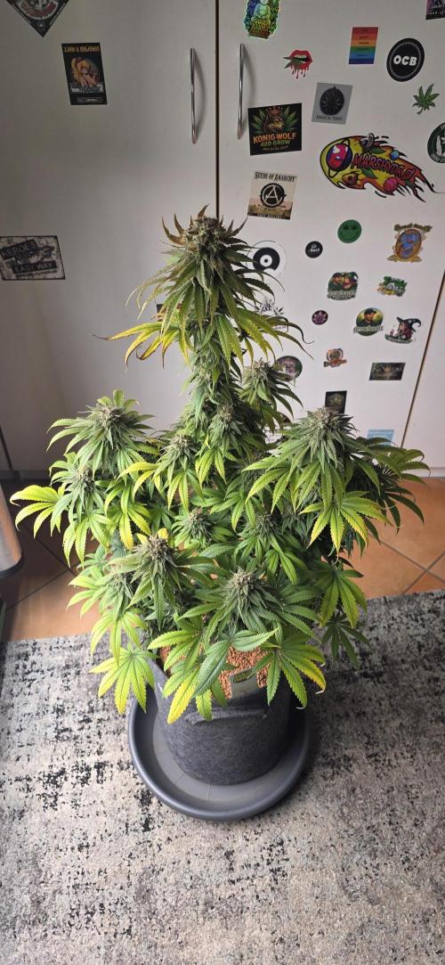 Amnesia Haze (B) Ganja Farmer. Week 16