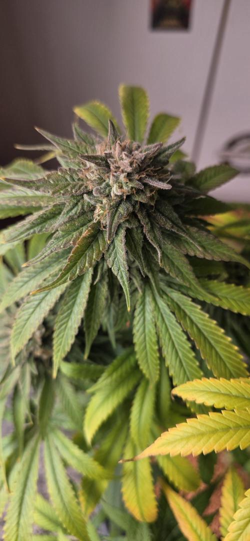 Amnesia Haze (B) Ganja Farmer. Week 16