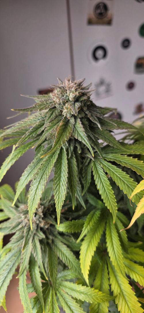 Amnesia Haze (B) Ganja Farmer. Week 16