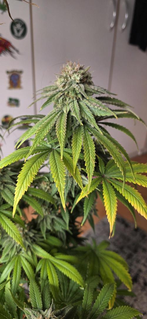 Amnesia Haze (B) Ganja Farmer. Week 16