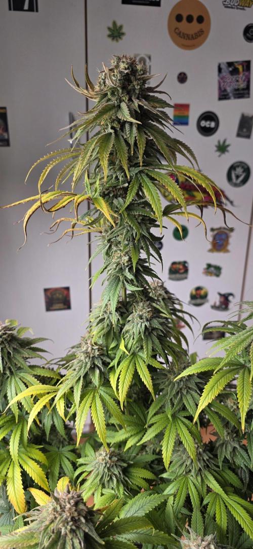 Amnesia Haze (B) Ganja Farmer. Week 16