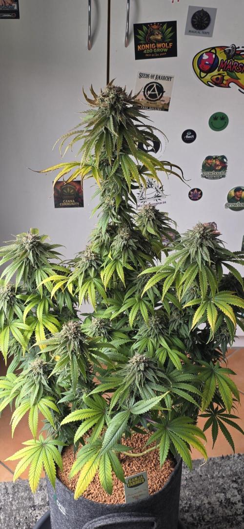 Amnesia Haze (B) Ganja Farmer. Week 16