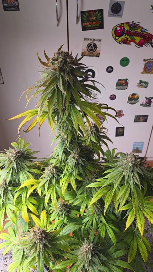 Amnesia Haze (B) Ganja Farmer