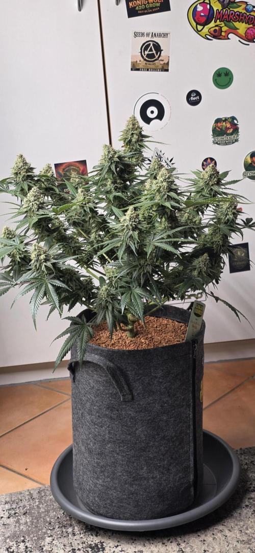 Amnesia Haze (B) Ganja Farmer. Week 16