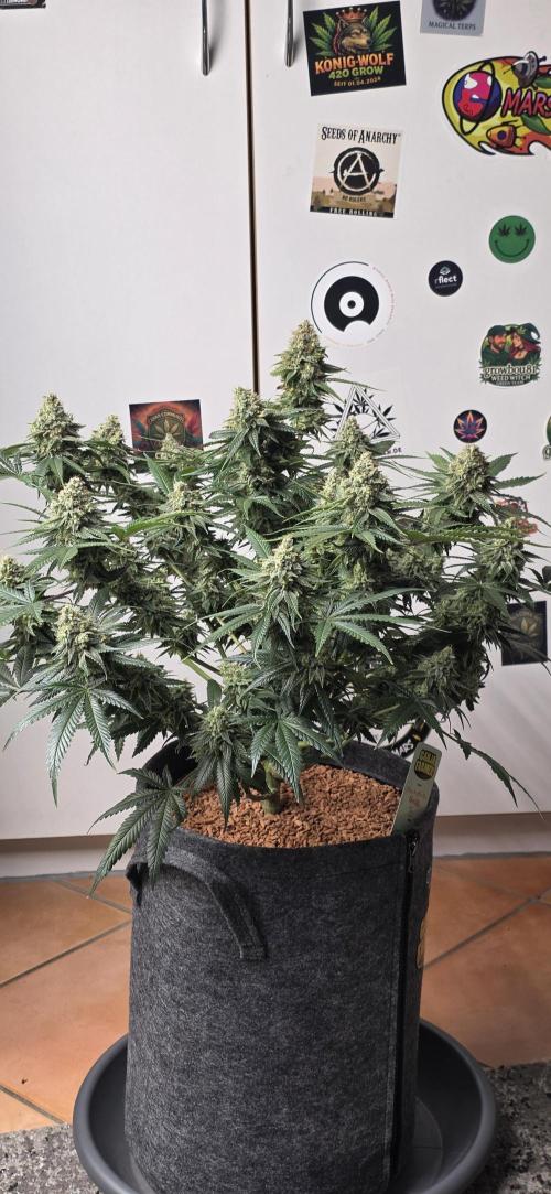 Amnesia Haze (B) Ganja Farmer. Week 16