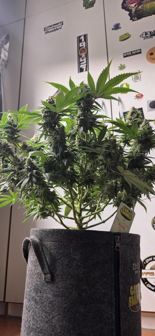 Amnesia Haze (B) Ganja Farmer. Week 16