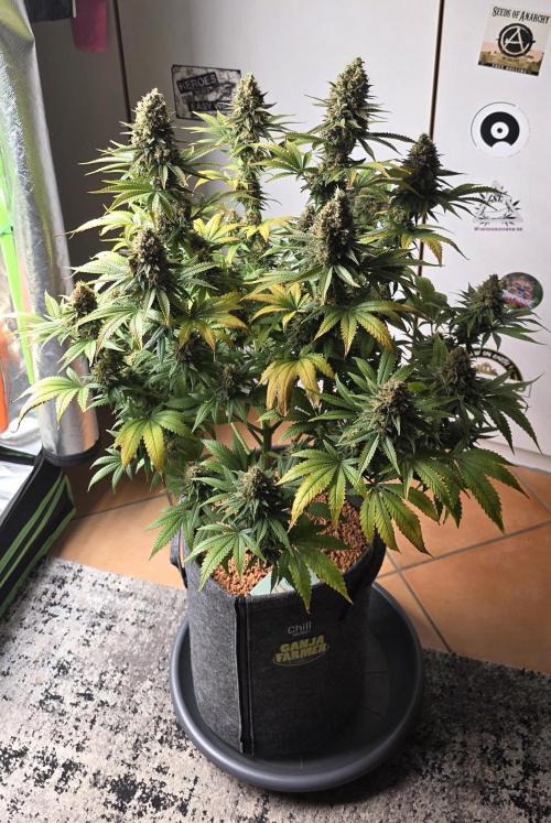 Amnesia Haze (B) Ganja Farmer. Week 16