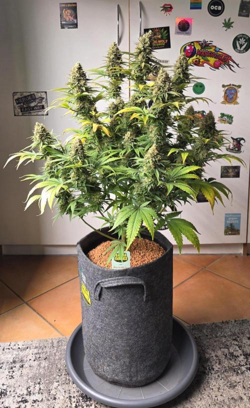 Amnesia Haze (B) Ganja Farmer. Week 16