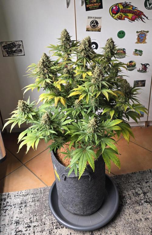 Amnesia Haze (B) Ganja Farmer. Week 16