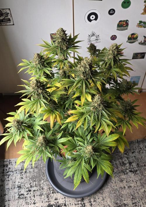 Amnesia Haze (B) Ganja Farmer. Week 16